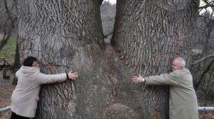 На берегу два старых древа росли. (рассказ).