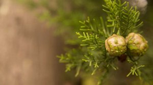 ХВОЯ Клуб | Промо