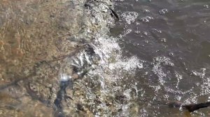 Вода сбивает с ног! Паводок уровень воды критически подымается! Брянск 2026