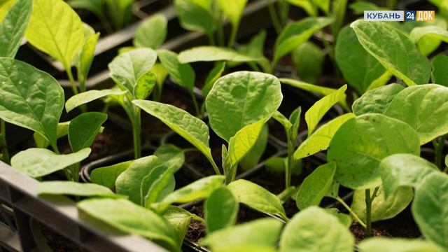 Что делать если рассада вытянулась? ЗЕМЛЕХОД