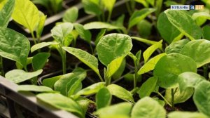 Что делать, если рассада вытянулась? ЗЕМЛЕХОД