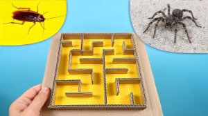 ЧТО ЕСЛИ ТАРАНТУЛ И ТАРАКАН ОКАЖУТСЯ В ЛАБИРИНТЕ