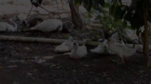 УТКА-БРОЙЛЕР: 4 КГ МЯСА ЗА 60 ДНЕЙ!  Муларды — золотая жила или пустая трата денег?