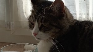 Как сделать кота из втулки