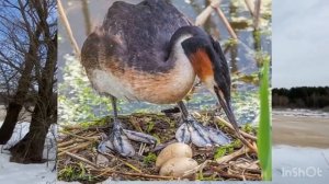 День птиц (4б класс)