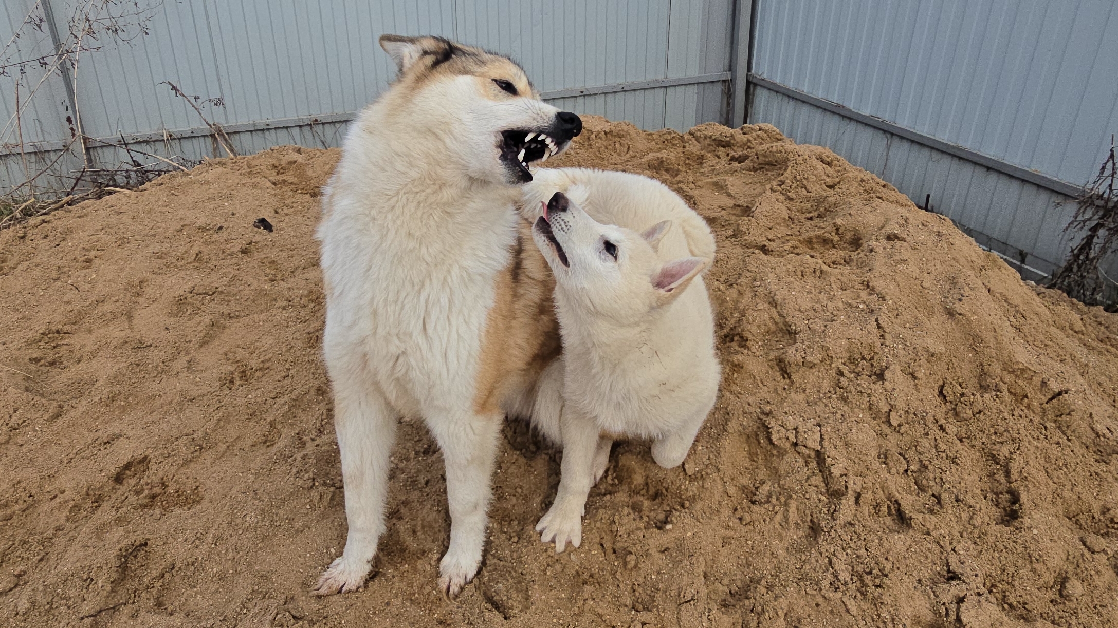 Дала по нервам