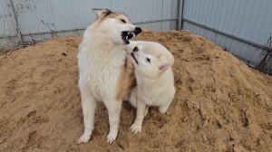 Дала по нервам