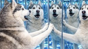 ИСТЕРИКА У ХАСКИ В ЛАБИРИНТЕ ИЗ ЗЕРКАЛ!