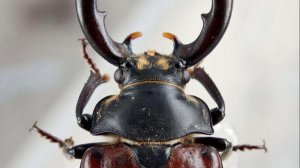 Lucanus barbarossa (лат.) — крупный европейский жук рода Lucanus из семейства рогачей. 06-06-2025