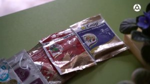 Профессиональные рекомендации по уходу за комнатным растением фиалкой