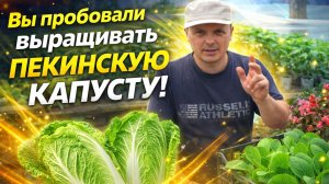 ПЕКИНСКАЯ КАПУСТА. ДВЕ ГЛАВНЫЕ ОШИБКИ ПРИ ВЫРАЩИВАНИИ.