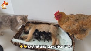 Утята и Цыплята - Кошки и котята, Собаки и щенята 343 Хвостики да Усики ❣️
