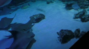 ПО КРУГУ.Видео Татьяны Крестьянсковой