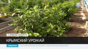 15 тонн лимонов – первый урожай крымского лимонария Тимура Абдукахарова