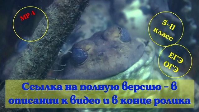 Свойства (признаки) живых организмов».Часть 2. Видеоурок.