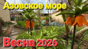 Деревенская жизнь у Азовского моря. #Голубицкая Весенний сад, огород. В ожидании лета