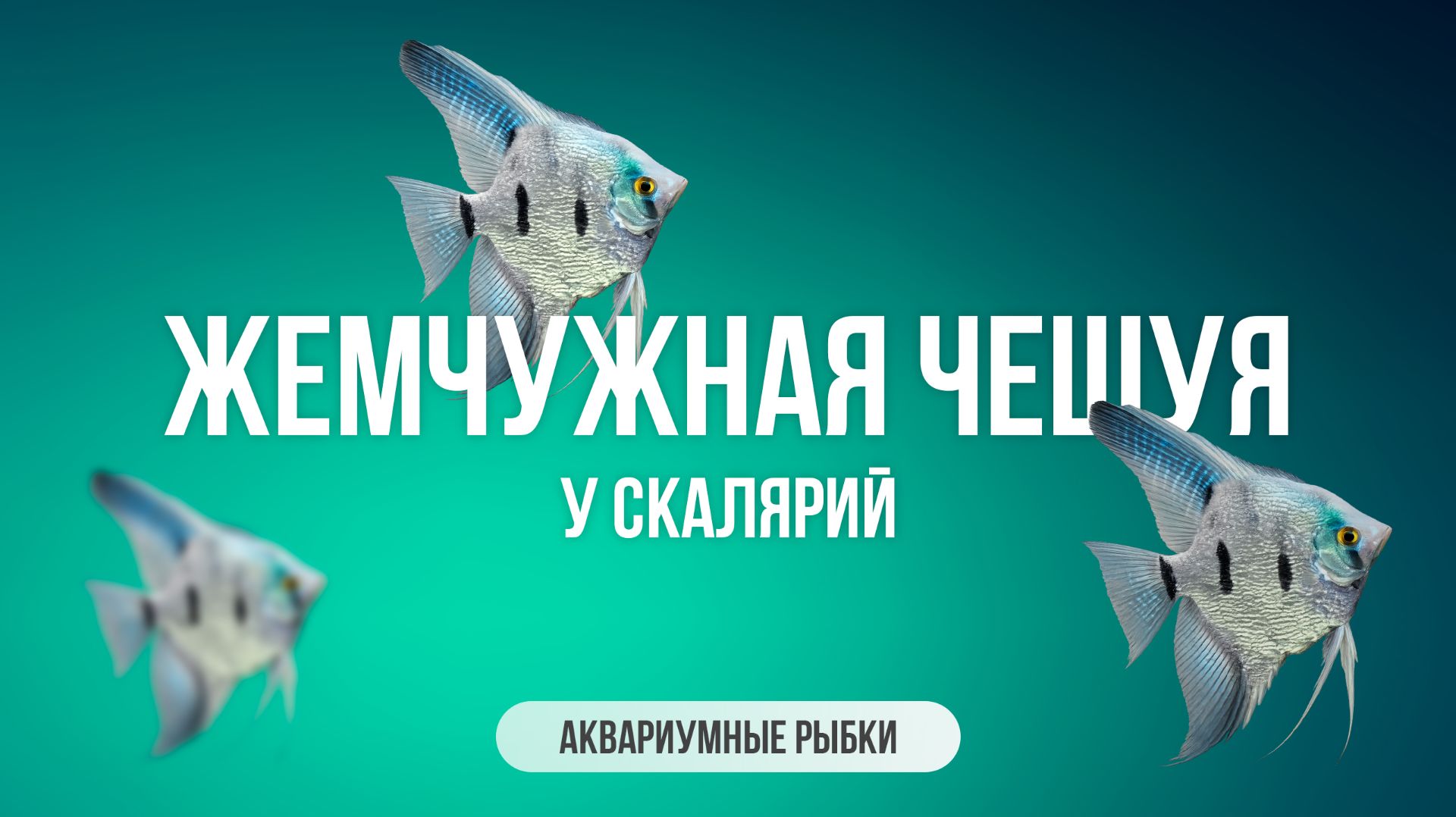 Жемчужная чешуя у скалярий