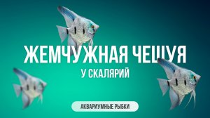 Жемчужная чешуя у скалярий