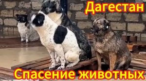 Наводнение в Дагестане. Спасение животных от наводнения.