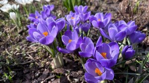 Наш сад 4.04. Цветут крокусы, сцилы, пушкиния, тюльпан дубравный. Наводим порядок.