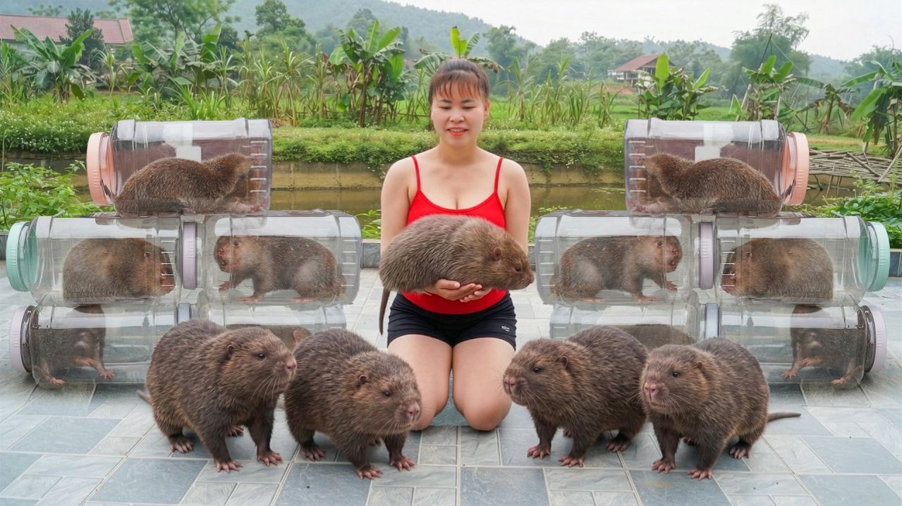 Продаю 5 бамбуковых крыс. Купите семена овощей и пластиковую сетку для выращивания новых культур.