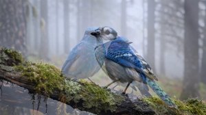 Fall Asleep Fast  Relaxing Forest Birds Singing & Soft Piano | Deep Sleep Music, Nature Sounds (4K)