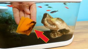 Аквариум Xiaomi спустя 3 месяца. Куда пропали креветки??? alex boyko