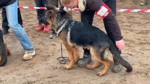 БЕБИ КОБЕЛИ / КЧК ВОЛОГДА 4 апреля`26 А.Буйнова Моно немецких овчарок