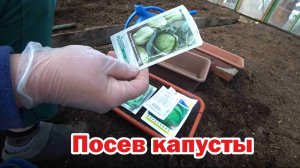 В начале апреля всегда сеем капусту