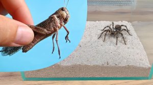 Огромная африканская Саранча против Тарантула! Кто кого испугается?