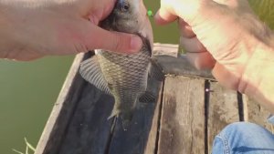 Мормышинг. Рыба клюёт даже на пенопласт.