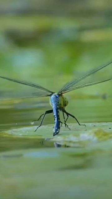 Сверчки бабочки букашки