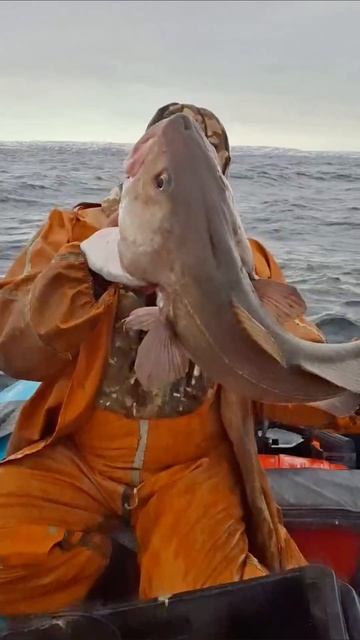 Наталья и Александр с ПТЗ поделились завидными кадрами рыбалки с Белого моря. #рыбалка