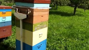 Разница лёта пчёл к медоносам