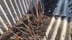 Мои курочки , хорошо прозимовали. Малина живая.