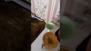 домой приволок