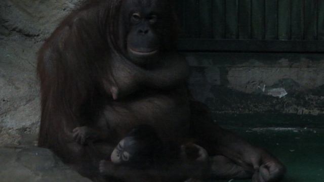 А мама занимается с малышом