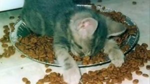 Забавные картинки с животными (С музыкой!)