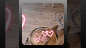 1000055312.mp4 (Собака наблюдает за устройством лестницы на 2-ой этаж в доме А-фрейм)