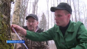 В Башкортостане на неделю раньше начали собирать березовый сок - сюжет "Вестей"