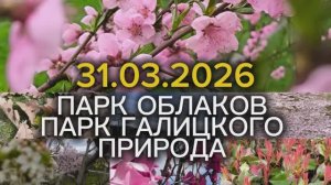 ЦВЕТУЩАЯ ПРИРОДА ВЕСНА 31.03.2026 ПАРК ОБЛАКОВ ГАЛИЦКОГО КРАСНОДАР: МАГНОЛИЯ СЛИВА ВИШНЯ МИНДАЛЬ