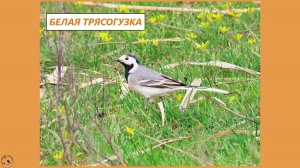 Белая трясогузка ищет добычу в цветах гусиного лука. Голос белой трясогузки