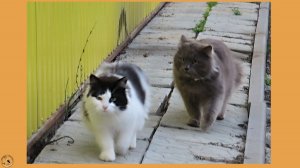 Преследование - кошка убегает от котика