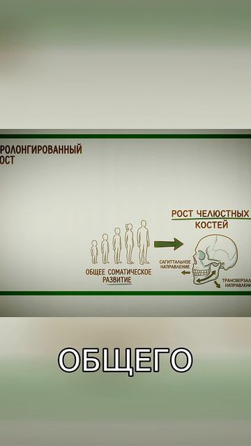 Тайна замедленного роста лица:  Как гормоны меняют скелет человека?