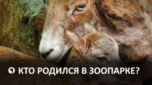 Весеннее пополнение в зоопарке Ставрополя