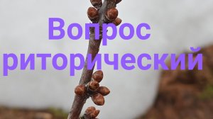 Почему на черешни которая на зиму была пригнута к земле стартанули почки раньше