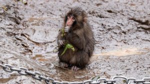 Макаке Панчу отправили подарок из Московского зоопарка