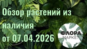 Обзор растений из наличия