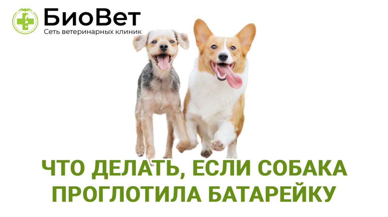 Что делать, если собака проглотила батарейку смотреть онлайн