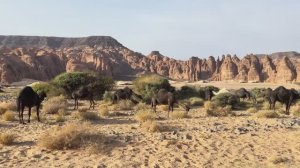 Верблюды в горах Аль-Улы, Саудовская Аравия | Николай Лилин